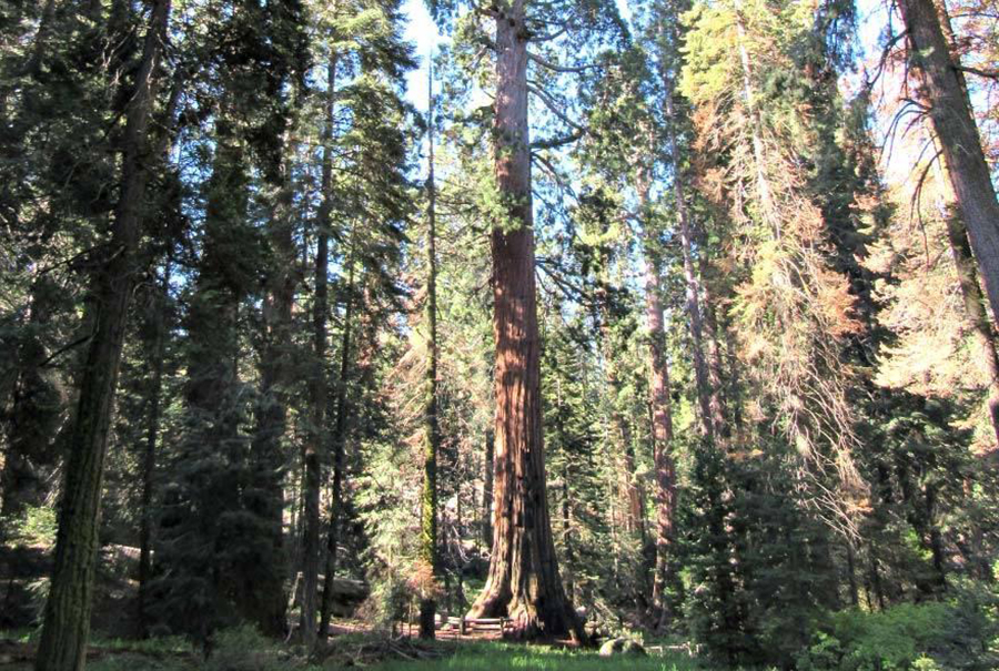 photo of giant sequoias in grant grove