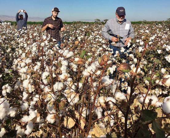 cottoncontest
