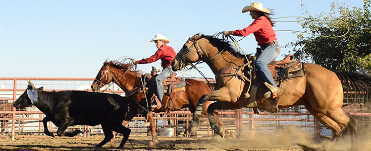 Fresno State Bulldoggers rodeo action picture